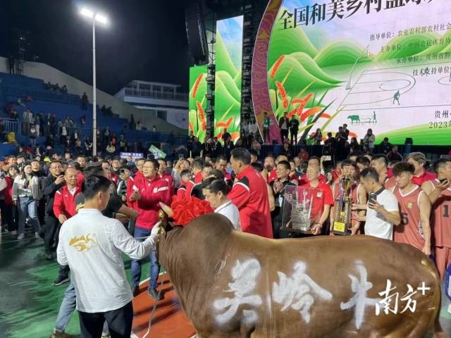 广东沙溪队获得全国“村BA”总冠军的奖品包括一头关岭牛，将被运送回沙溪。